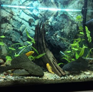 Umzug mit Aquarium in Ratingen Aquarium mit Pflanzen, Wurzeln und Fischen – Umzug mit Aquarium in Ratingen
