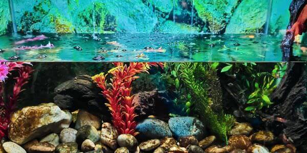 Aquarium mit Korallen und bunten Fischen – Aquarium-Umzug Ratingen