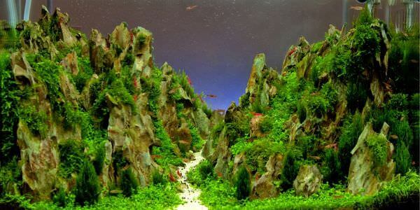Aquarium mit Felslandschaft und Pflanzen – Umzug mit Aquarium in Ratingen