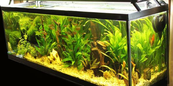 Aquarium-Umzug Ratingen: Längliches Aquarium mit grünen Wasserpflanzen