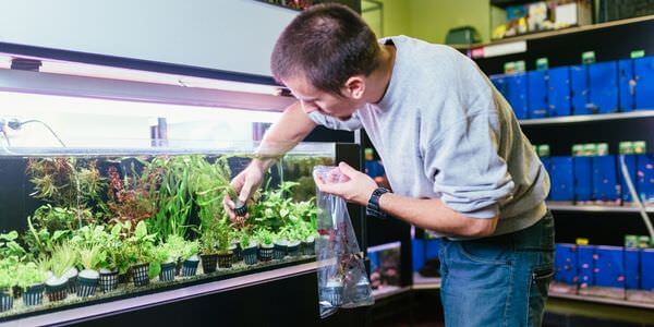 Mann versorgt Aquarienpflanzen vor einem Aquarienregal – Umzug mit Aquarium in Ratingen